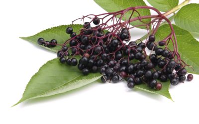 Three Herbs for Winter Health
