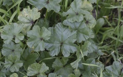 Plant Profile: Mallow