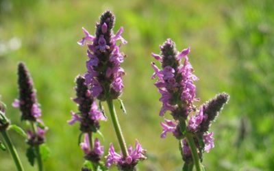 Plant Profile: Wood Betony