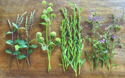 The Herbs of Summer