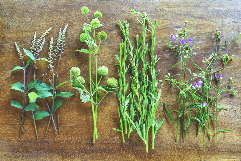 The Herbs of Summer