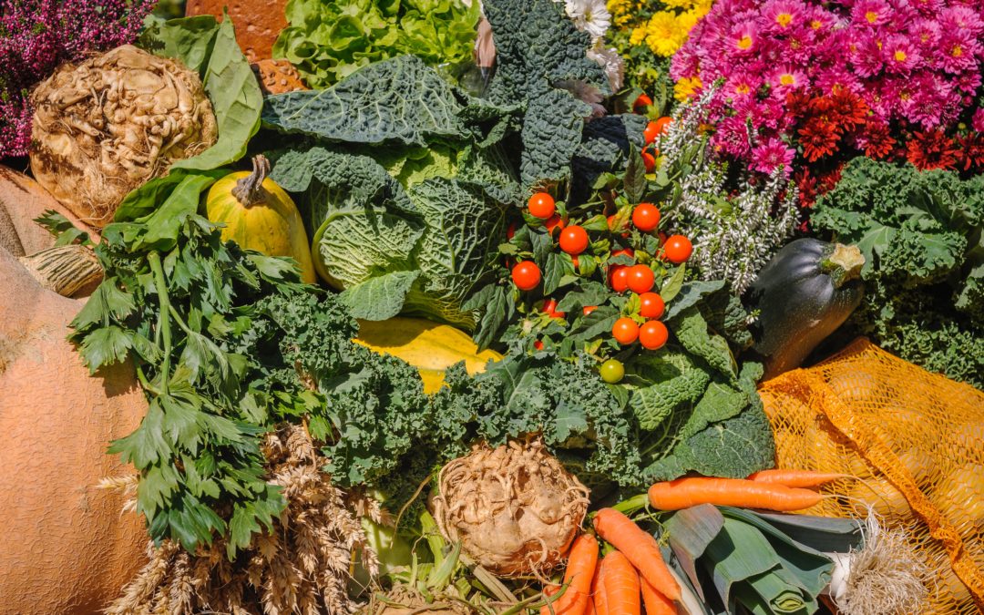Garden produce is spread out in the sunshine, including kale, cabbage, squash, tomatoes, carrots, and other vegetables.